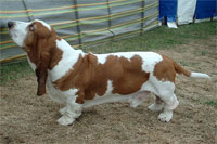 a well breed Basset Hound dog